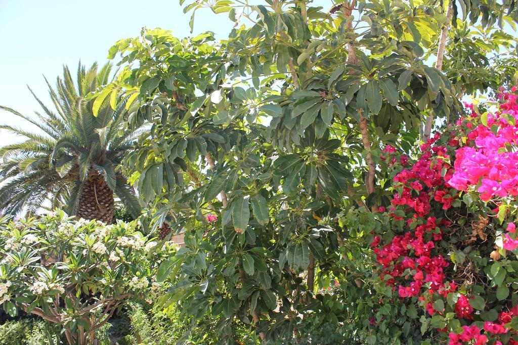 Casa Rural Anton Piche With Pool-Adults Only Granadilla De Abona Extérieur photo